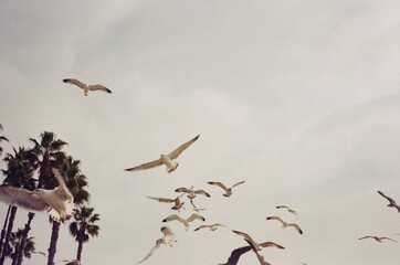 Beach birds on Film