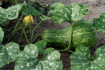 Harvesting ripening pumpkins in a field