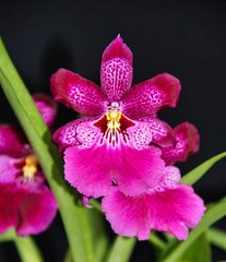 Stunning Bright Magenta Orchid Hybrid Oncidopsis Michelle Rehfield 'Pacific Passion' in Bloom.