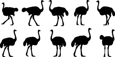 Collection of Ostrich Silhouettes: Elegant, Minimalist Black and White Vector Illustrations for Wildlife, Safari, and African Designs.