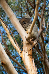 Great Ocean Road Australia, Wild Animal