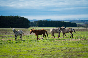 Fototapeta premium Great Ocean Road Australia, Wild Animal