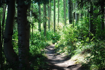 Obraz premium Aspen Path