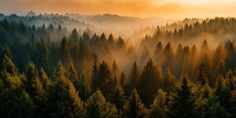 Rising above a dense forest during the golden hour with misty surroundings and a vibrant sunset sky