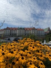 Flores amarelas e al fundo o castelo da cidade velha de Varsóvia na Polonia