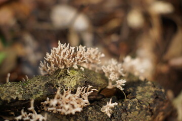 Hiking trail to Seacacar Nature Reserve near El Estor, Izabal, Guatemala
