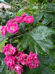 Bright pink flowers of hawthorn monogyna in raindrops