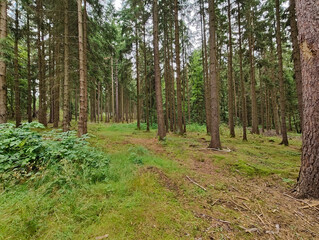 Obraz premium A forest filled with lots of tall pine trees and grass