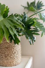 Delicious Monster House Plant