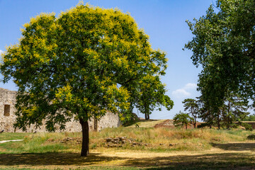 Golden rain tree (Koelreuteria paniculata) with perfect crown shape against Kalemegdan Fortress walls – a vibrant contrast of nature and history under Belgrade’s summer sun.