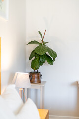 plant in a bedroom