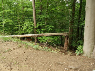 Split fallen spruce after storm on the side of the road in the forest. Broken trunk and fallen tree...