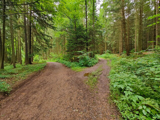 A dirt road in the middle of a forest filled with trees