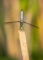 close up of a dragonfly