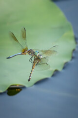 dragonfly on a twig