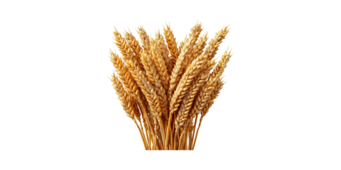 Golden Wheat Stalks. Symbol Of Agriculture And Harvest Abundance Isolated On Transparent Background