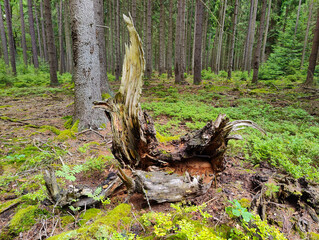 A tree stump in the middle of a forest with moss and ferns