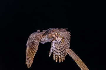 Great horned owl