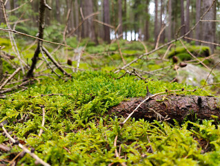 A moss covered log in the middle of a forest