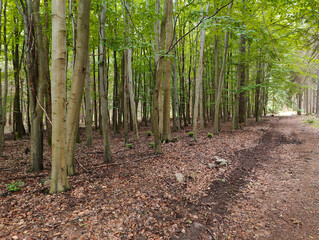 A dirt path in the middle of a wooded area with lots of trees
