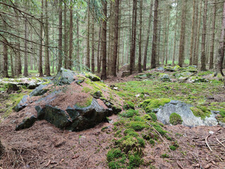 A large rock in the middle of a forest filled with trees