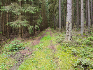 A dirt road in the middle of a forest with lots of trees