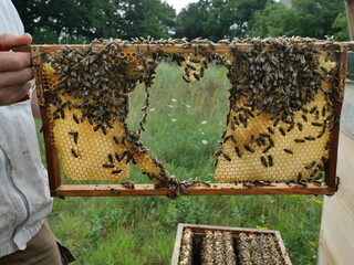 Bees form a chain in the comb frame for wax handling and bridging. Natural behavior in the beehive....