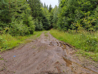A dirt road in the middle of a forest