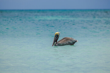 Close up view of brown pelican floating on calm turquoise water of the Caribbean Sea. Aruba.