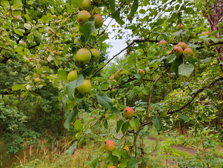 A bunch of apples hanging from a tree in an orchard