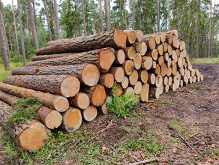 A pile of logs sitting on top of a forest floor