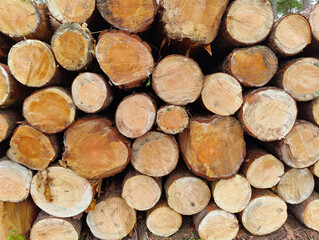A pile of wood logs stacked on top of each other
