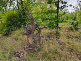 A dead tree in the middle of a grassy field