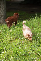 Two dogs are running through a field of flowers
