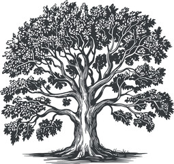 Majestic oak tree illustration, detailed botanical sketch, vintage nature art, foliage drawing for design projects, Adobe Stock image, tree artwork