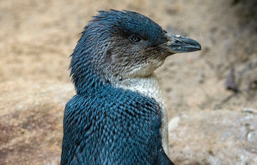 Little Blue Penguins ( Eudyptula minor)