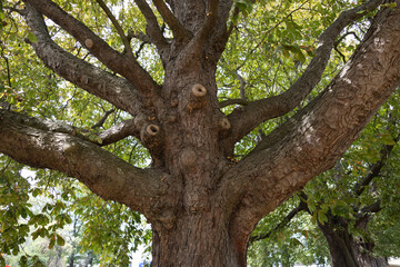 Tronco ramificado de un  Aesculus hippocastanum (castaño de Indias)