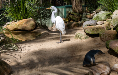 Little Blue Penguins ( Eudyptula minor)