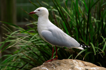 Silver Gull (Chroicocephalus novaehollandiae)