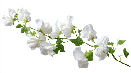 Obraz premium White flowers, leaves, and vine are isolated on white. Floral template for cards, invitations, announcements, backdrops, product photography.