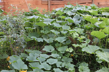 green plants in a greenhouse