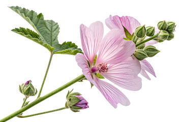 of Althaea officinalis flower ideal for natural remedy visuals or floral education content On AI generated by PNG