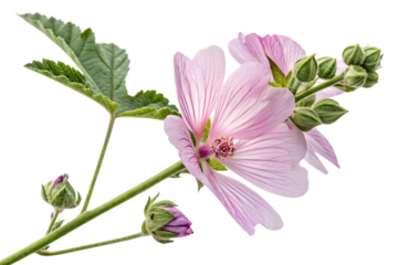 of Althaea officinalis flower ideal for natural remedy visuals or floral education content On AI generated by PNG