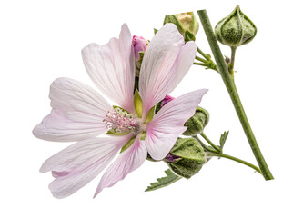 of Althaea officinalis flower ideal for natural remedy visuals or floral education content On AI generated by PNG