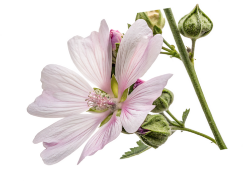 of Althaea officinalis flower ideal for natural remedy visuals or floral education content On AI generated by PNG