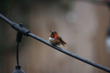 Hummingbird in the rain 