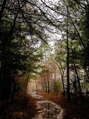 path in the woods