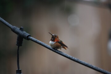 hummingbird in the rain 