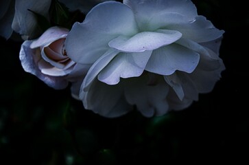 white flower on blue background