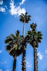 palm trees against blue sky